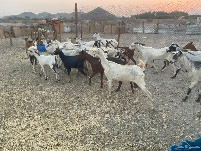 معزا بيشيات للبيع من 480 5