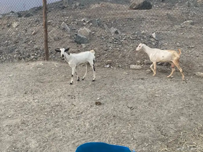 معزا بيشيات للبيع من 480 7