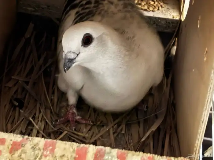 للبيع حمام زاجل 6