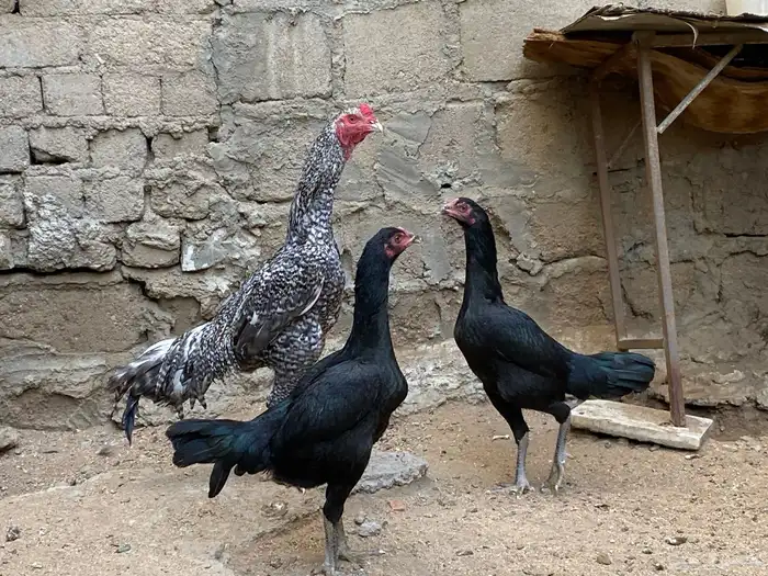 طقم دجاج هندي 1