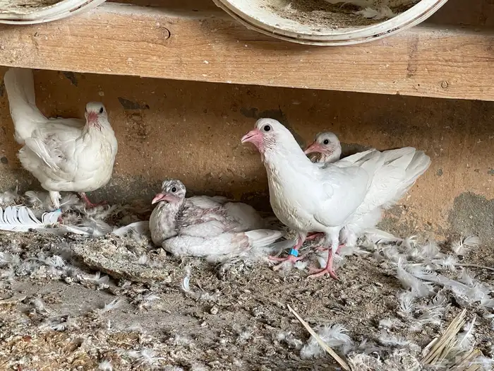 فراخ حمام فرنسي 3