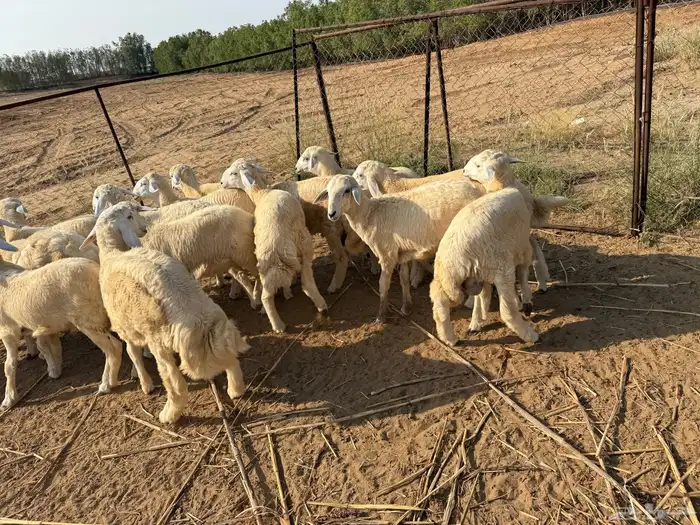 طليان حريه 3