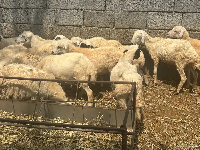 ماشاءالله الله تبارك الله العدد 12 0