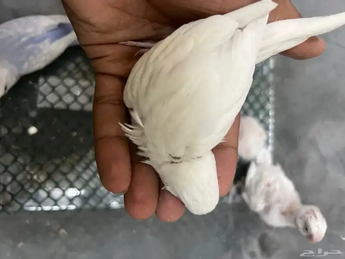 فروخ بادجي للبيع 3