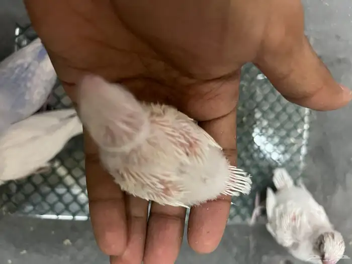 فروخ بادجي للبيع 4