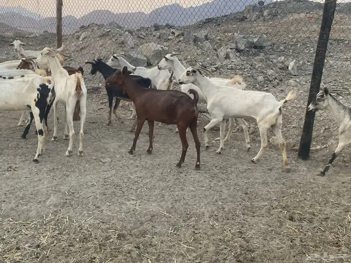 معزا بيشيات للبيع من 480 8