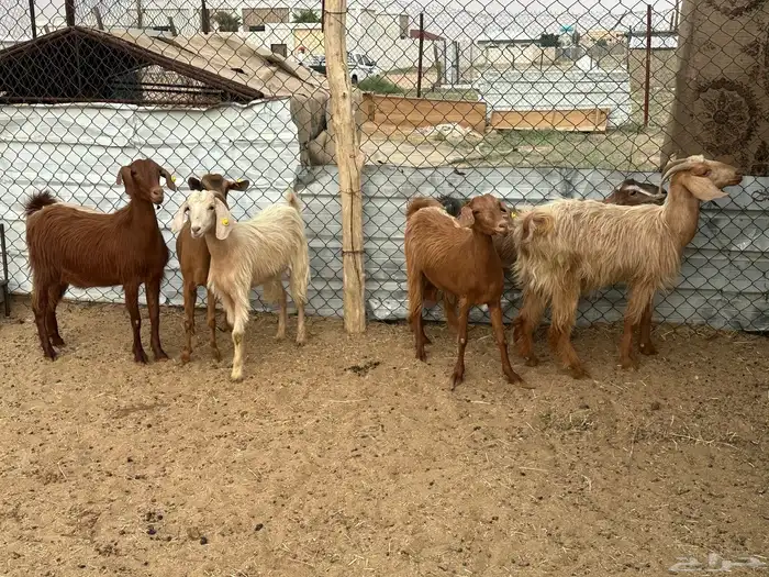 ست معزاء مصريات 1