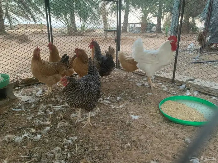 دجاج تركي فاخر 4