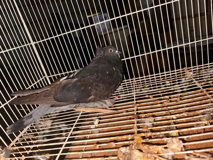 جوز تركي اسود لمعه الزكر معقد صندقه 1