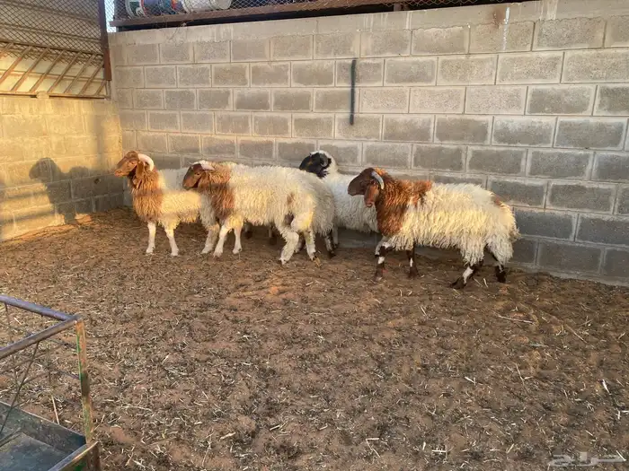 طليان نعيم للبيع 1