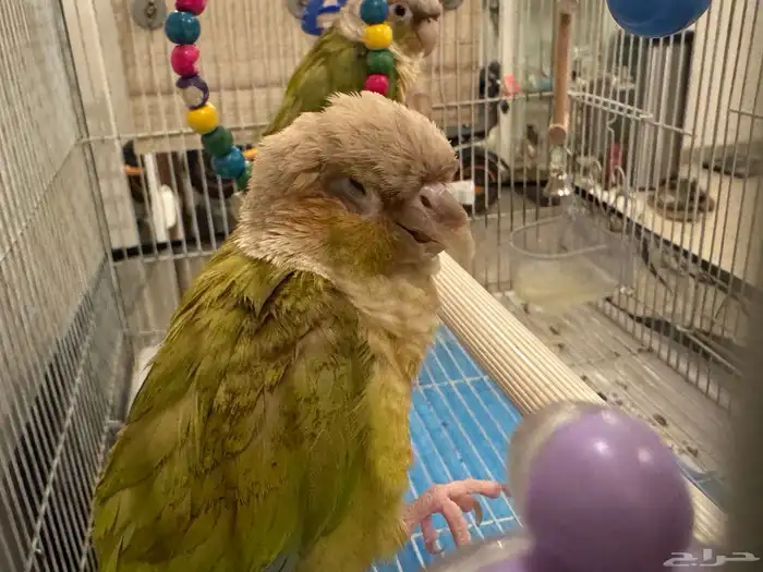 زوج كنيور اناناس انثى محلله وذكر منتج 0