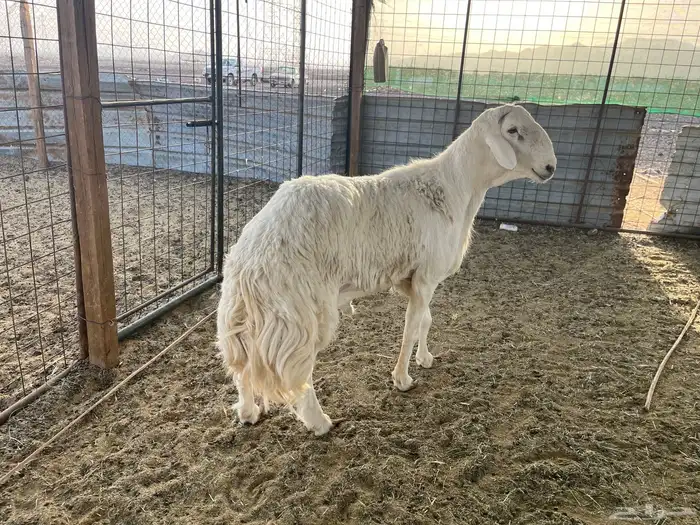 طلي حري صنف ومشروط (تم البيع) 0