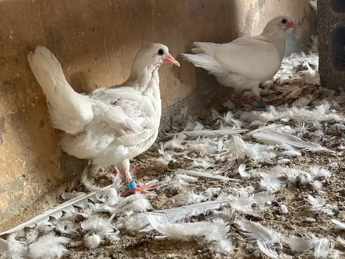 فراخ حمام فرنسي 1