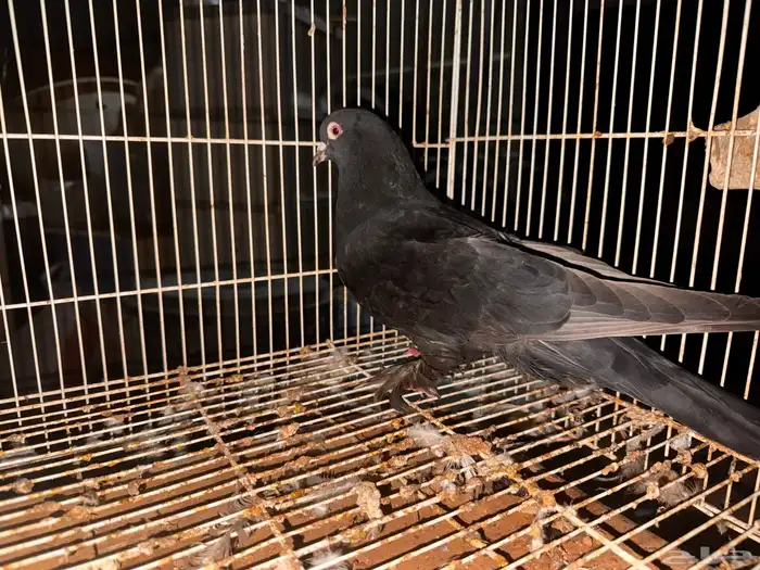 جوز تركي اسود لمعه الزكر معقد صندقه 3