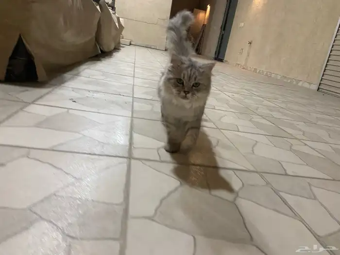 فط شيرازي للتبني 1