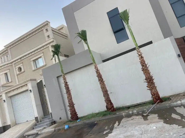 نخيل واشنطن للبيع بجميع انواع المقاسات 3