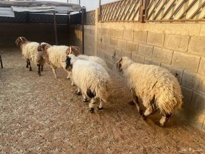 طليان نعيم للبيع 0