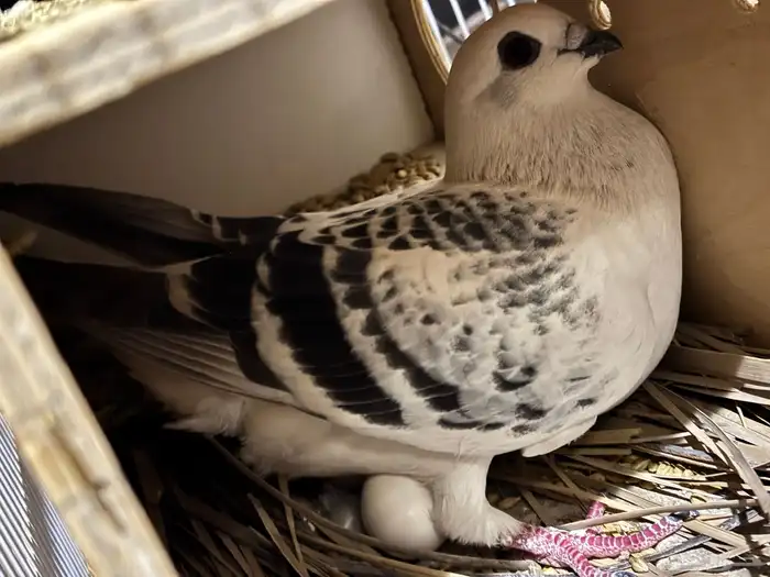 للبيع حمام زاجل 0