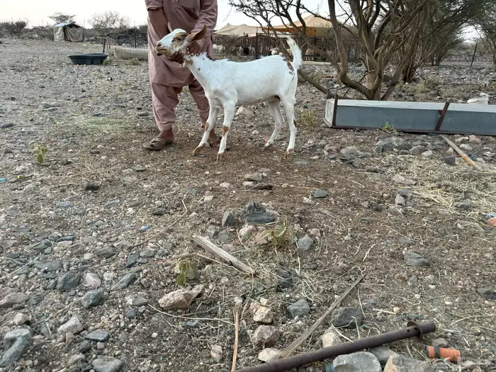 جفره جذعه 0