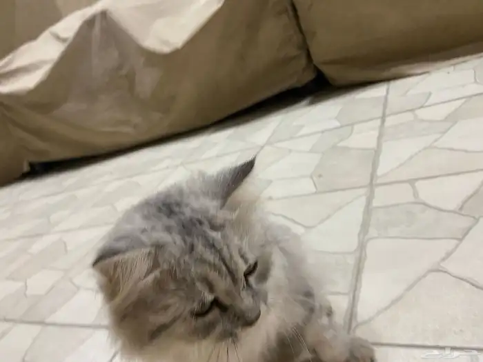 فط شيرازي للتبني 5