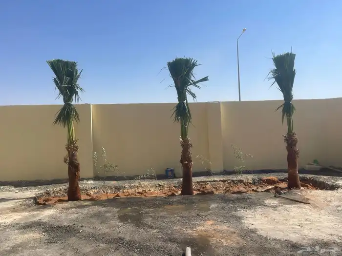 نخيل واشنطن للبيع بجميع انواع المقاسات 7