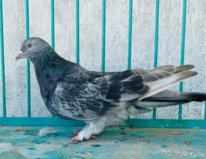 انثى قلابي موصلي 2