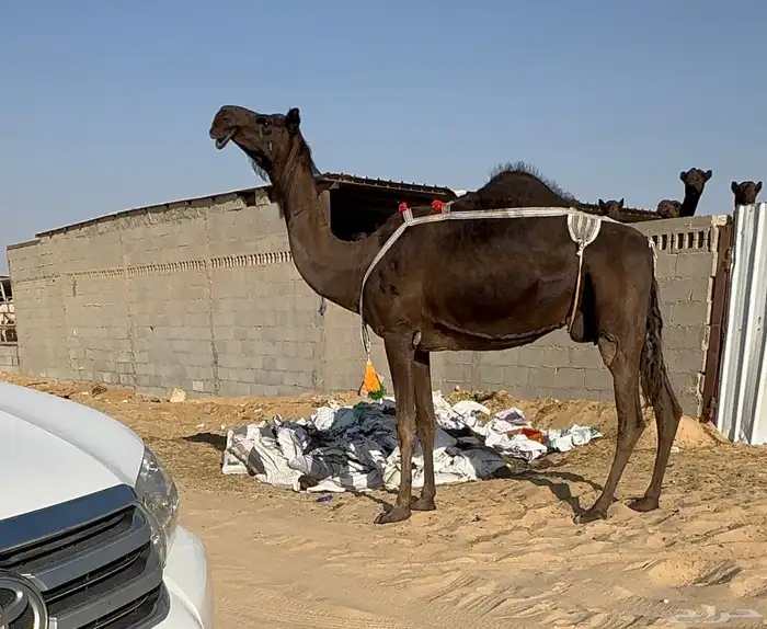 للبيع المجهم عشرا طيبه جدا سليمه من العذاريب 0