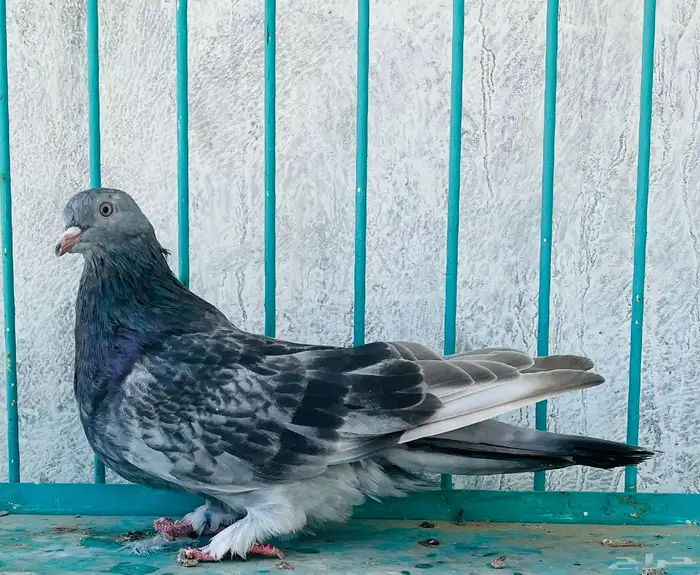 انثى قلابي موصلي 4