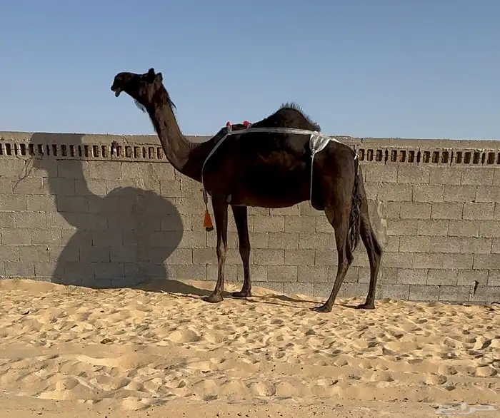 للبيع المجهم عشرا طيبه جدا سليمه من العذاريب 1