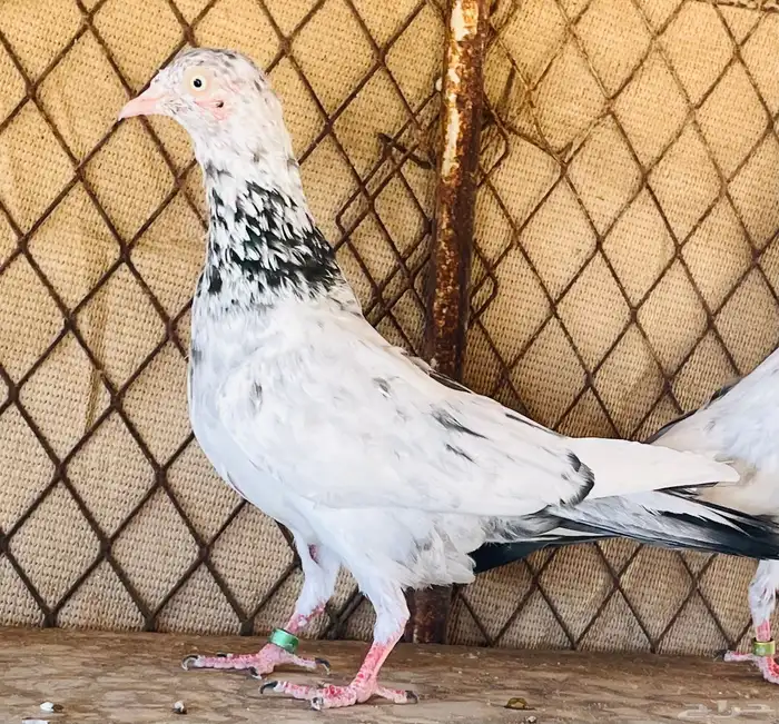 جوز سهران بوري فاخر 1