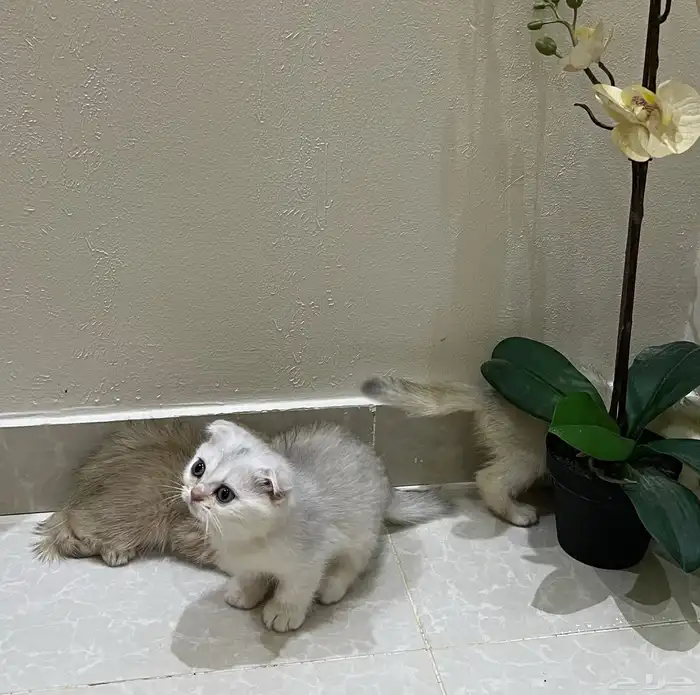 سكوتش فولد بيور 5