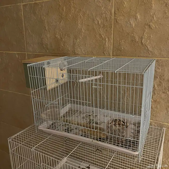 جوز روز البينو 3