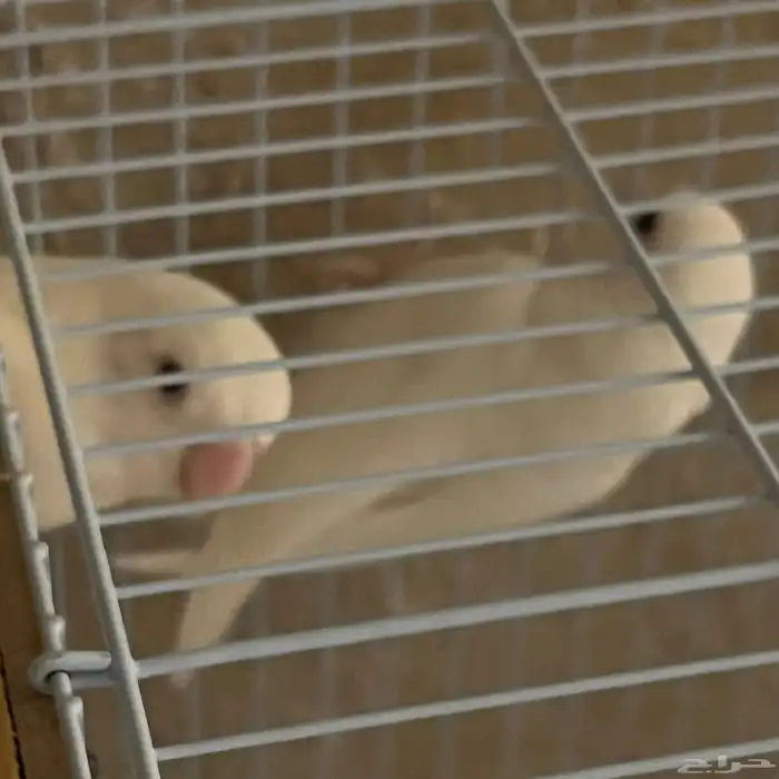 جوز روز البينو 0