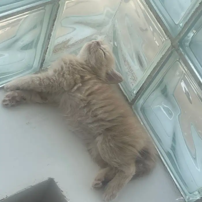 قطط شيرازي للبيع 3