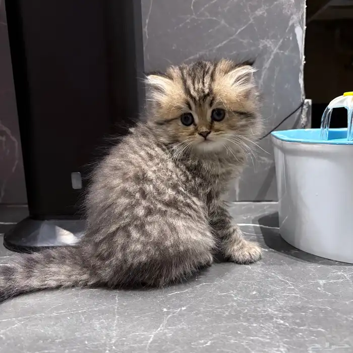 قط شيرازي 1