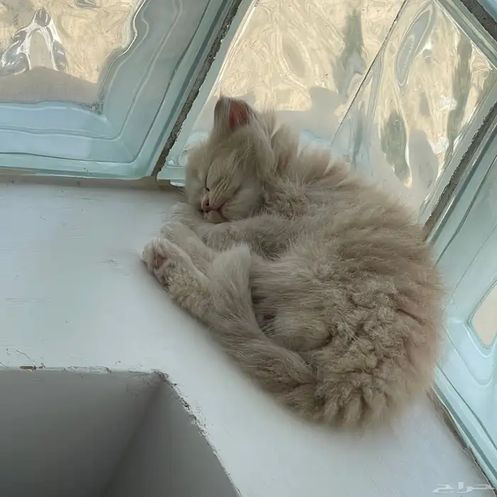 قطط شيرازي للبيع 4