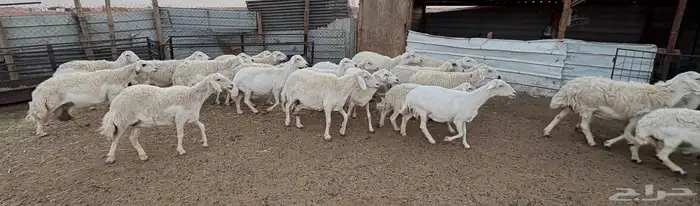 غنم حريه طيبه وسمان و مشروطة 6
