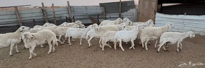 غنم حريه طيبه وسمان و مشروطة 5
