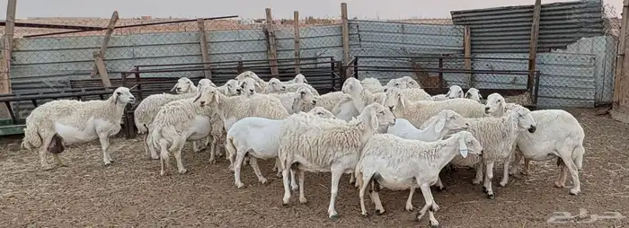 غنم حريه طيبه وسمان و مشروطة 4