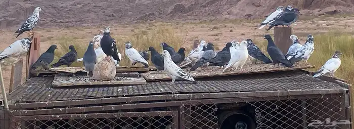 حمام بلدي وباكستاني وفرنسي 57حمام 1