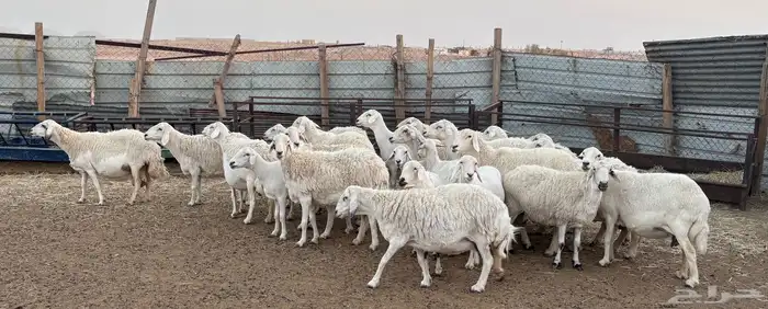 غنم حريه طيبه وسمان و مشروطة 0