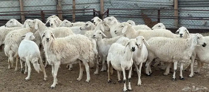 غنم حريه طيبه وسمان و مشروطة 2