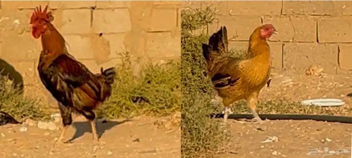 ديك ودجاجه 0