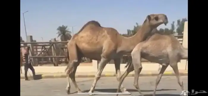 للبيع فحل احمر ثني واصفر سديس 1