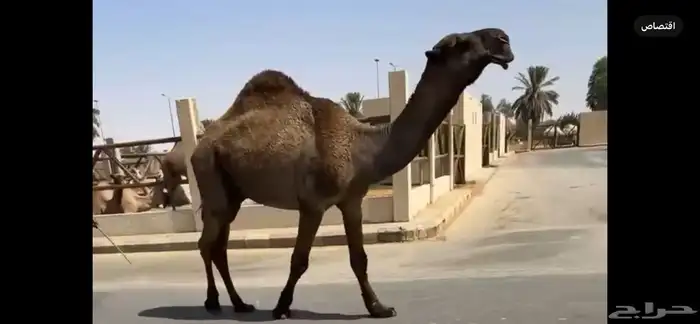 للبيع فحل احمر ثني واصفر سديس 0