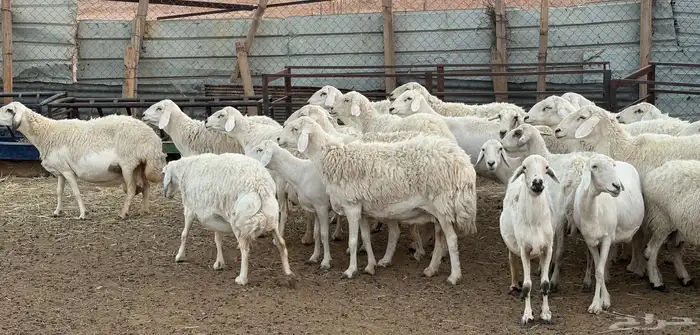غنم حريه طيبه وسمان و مشروطة 3