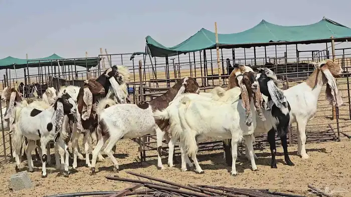 معزا جروم ودفيع 1
