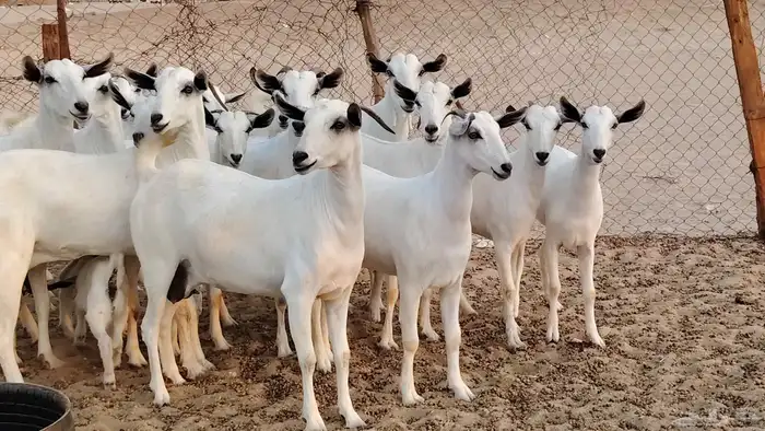 معزا بيشيات صنف الصنف 26 تحتها 4 دفيع ومضاريع 5