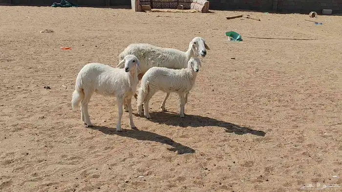 متبع متاومه تحتها 2 بهم ذبايح 0