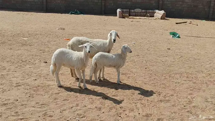 متبع متاومه تحتها 2 بهم ذبايح 2
